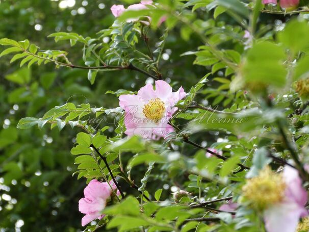 Роза roxburghii Normalis (Роксбурга нормалис) — фото 3