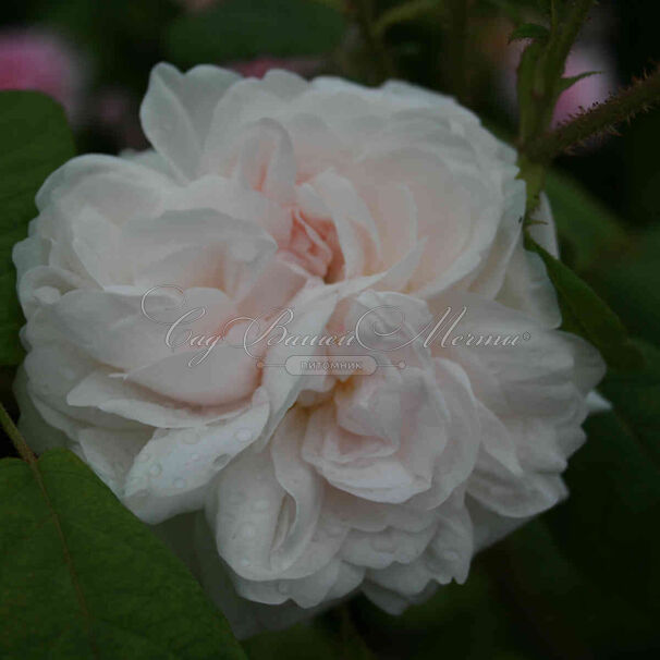 Роза Shailer's White Moss (Шейлерс Уайт Мосс) — фото 2