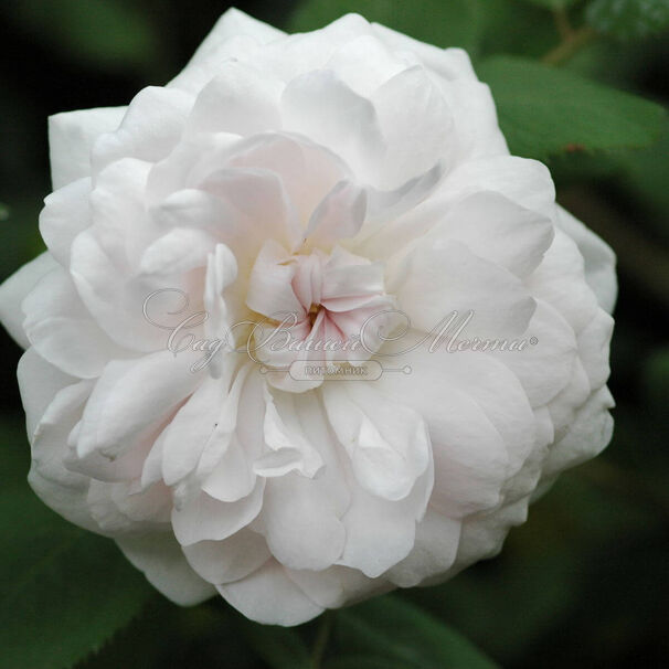 Роза Shailer's White Moss (Шейлерс Уайт Мосс) — фото 3