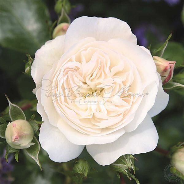 Роза Colonial White (Колониал Уайт) — фото 3