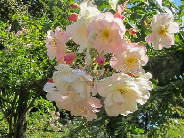 Роза Sourire d'Orchidee (Сурер д'Орхиде) — фото 4