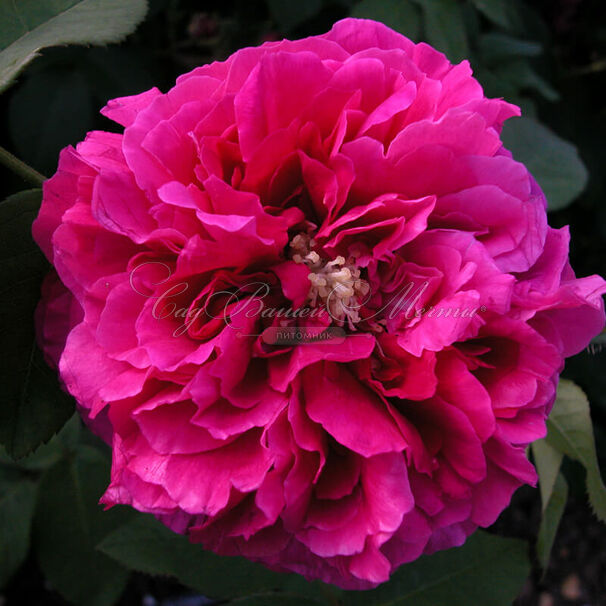 Роза Souvenir d'Alphonse Lavalle (Сувенир Д'Альфонс Лавали) — фото 2
