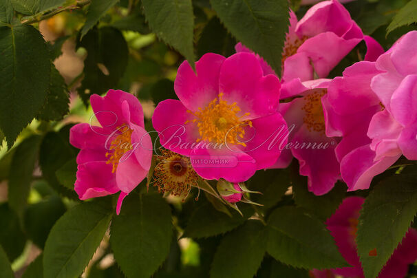 Роза Gallica Splendens (Роза Галлика Спленденс) — фото 2