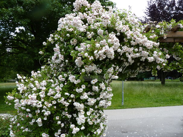 Роза Venusta pendula (Венуста Пендула) — фото 3