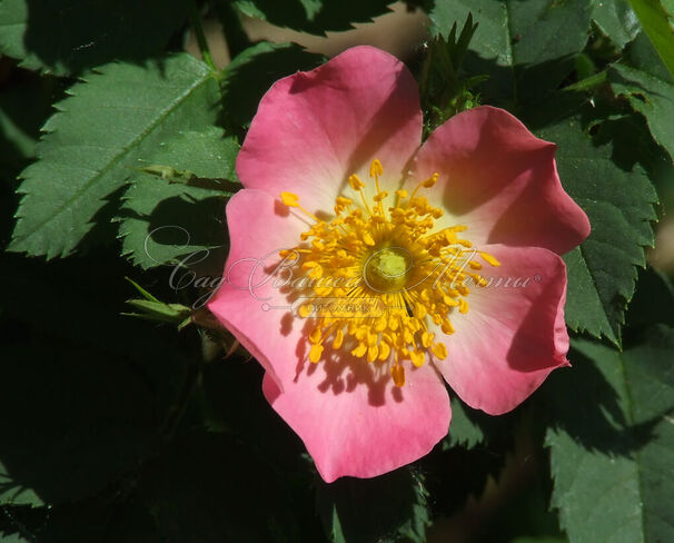 Роза Villosa (Шиповник мохнатый) — фото 3