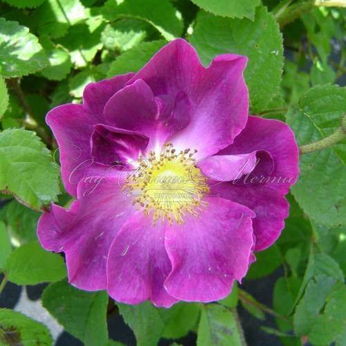 Роза Violacea (Фиоласеа) — фото 2