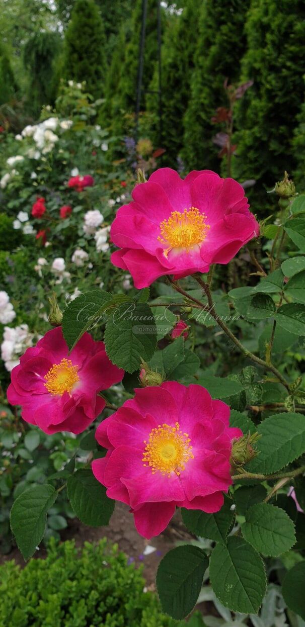 Роза Violacea (Фиоласеа) — фото 3
