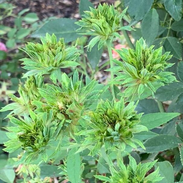 Роза Viridiflora (Роза Виридифлора) — фото 2