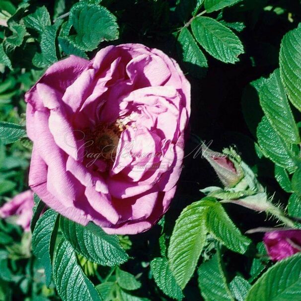 Роза Pierrette Pavement (Пиерет Пэйвмент) — фото 4
