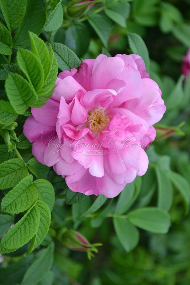 Роза Pink Pavement (Пинк Пэйвмент) — фото 4