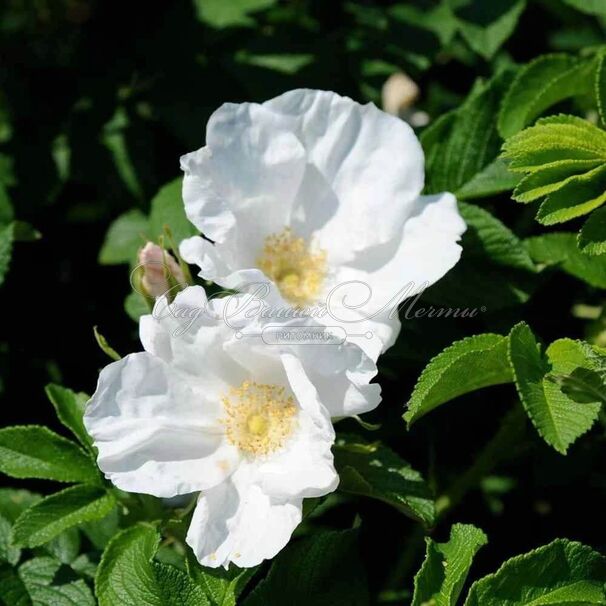 Роза Rugosa alba (Ругоза альба) — фото 2