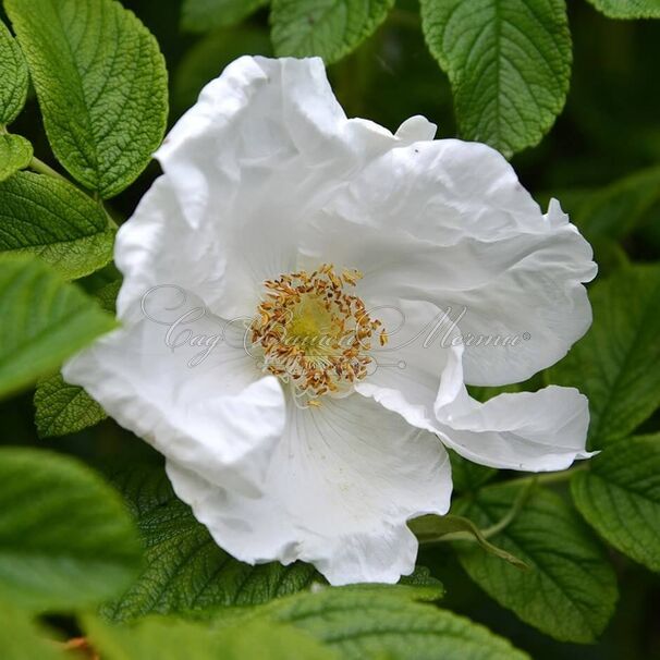 Роза Rugosa alba (Ругоза альба) — фото 3