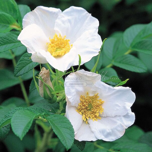 Роза Rugosa alba (Ругоза альба) — фото 4