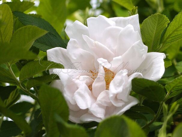 Роза White Pavement (Уайт Пэйвмент) — фото 2