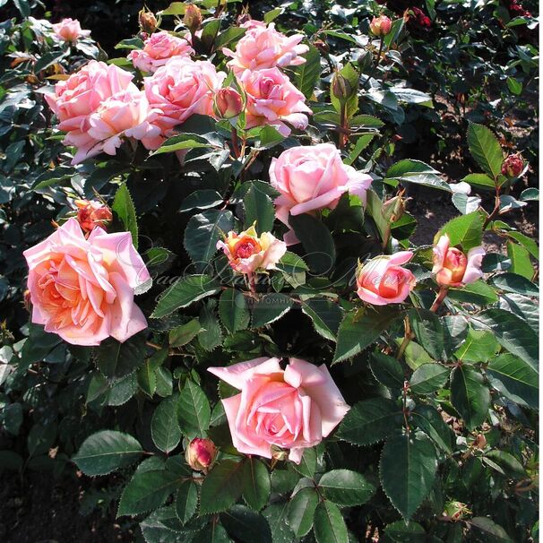 Роза Belle du Seigneur (Бэль дю Сэнер) — фото 3