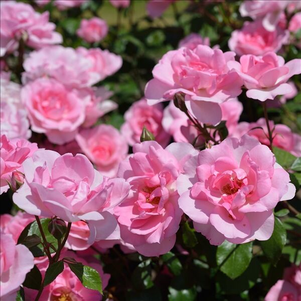 Роза Bordure Rose (Бордюр Роз) — фото 2