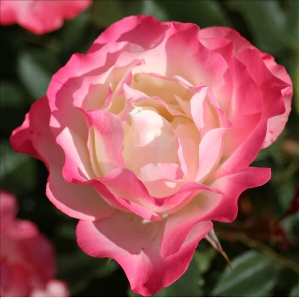 Роза Carmagnole (Карманьоль) — фото 2