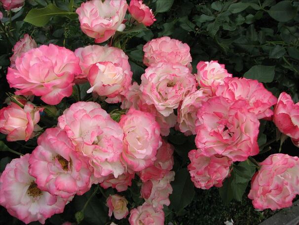 Роза Carmagnole (Карманьоль) — фото 3