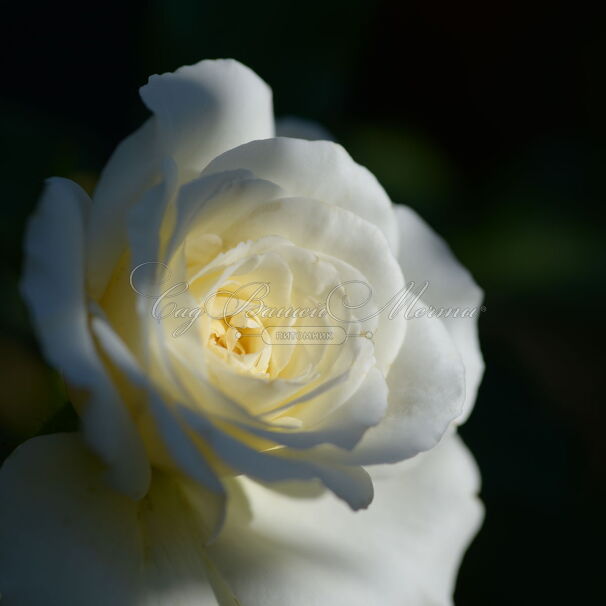 Роза Centenaire de Lourdes Blanc (Сантенэр де Лурд белая) — фото 2