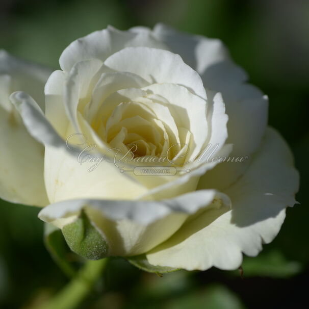 Роза Centenaire de Lourdes Blanc (Сантенэр де Лурд белая) — фото 3