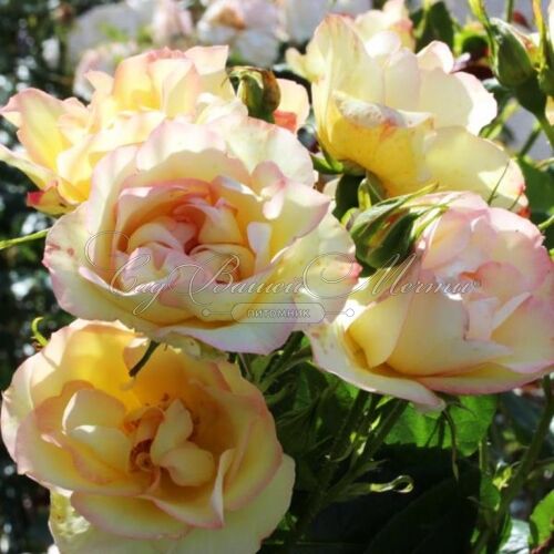 Роза Centenaire de Lourdes Jaune (Сантенэр де Лурд жёлтая) — фото 2