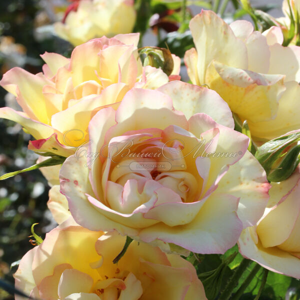 Роза Centenaire de Lourdes Jaune (Сантенэр де Лурд жёлтая) — фото 3