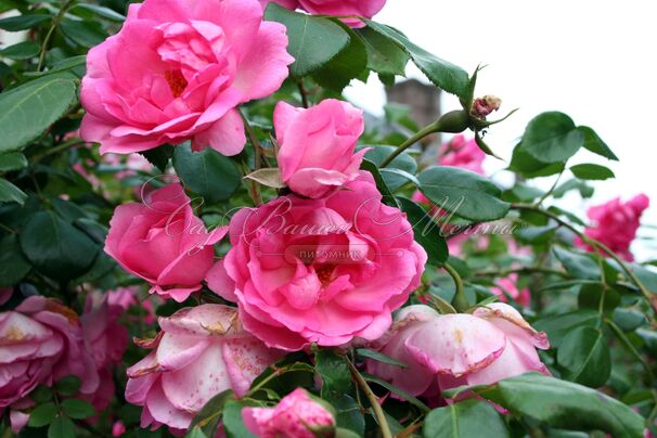 Роза Centenaire de Lourdes Rose (Сантенэр де Лурд розовая) — фото 5