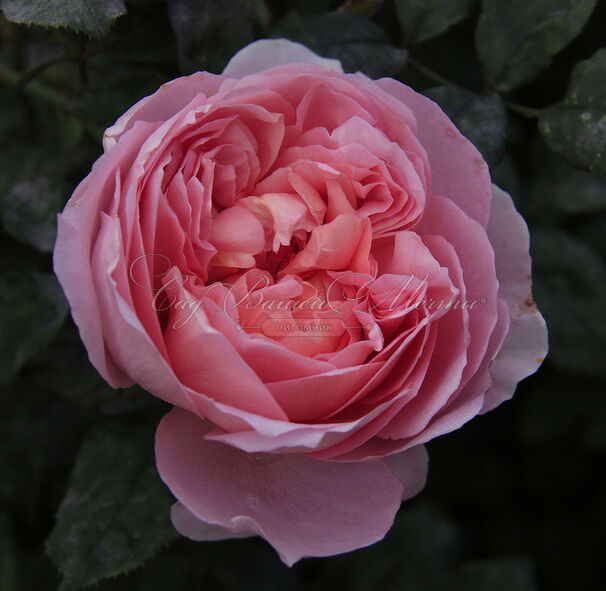 Роза Dame de Chenonceau (Дам де Шенонсо) — фото 4