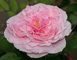 Роза Dame de Chenonceau (Дам де Шенонсо) — фото 5