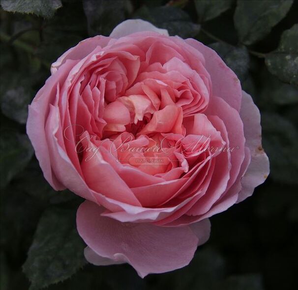 Роза Dame de Chenonceau (Дам де Шенонсо) — фото 6