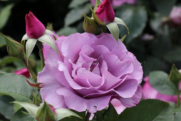 Роза Dioressence (Диорэссанс) — фото 3