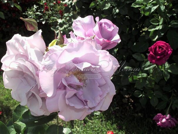 Роза Dioressence (Диорэссанс) — фото 5