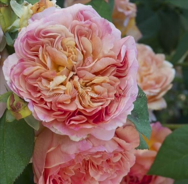 Роза Domaine de Chantilly (Домен де Шантийи) — фото 2