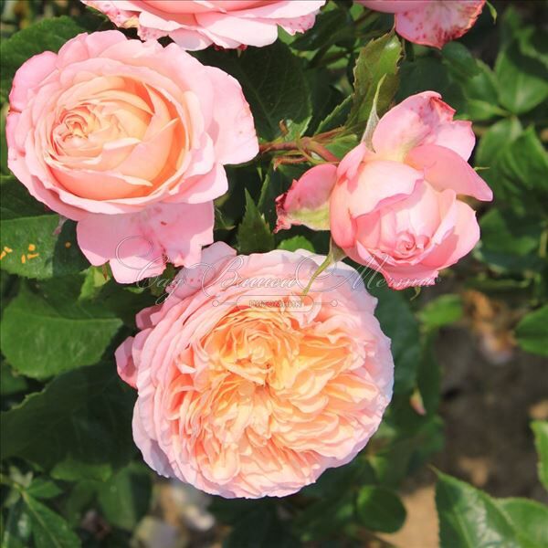 Роза Domaine de Chantilly (Домен де Шантийи) — фото 3