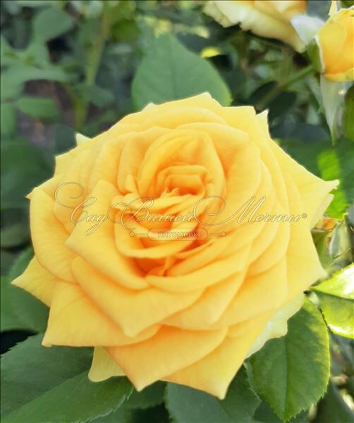 Роза Epidor (Эпидор) — фото 3