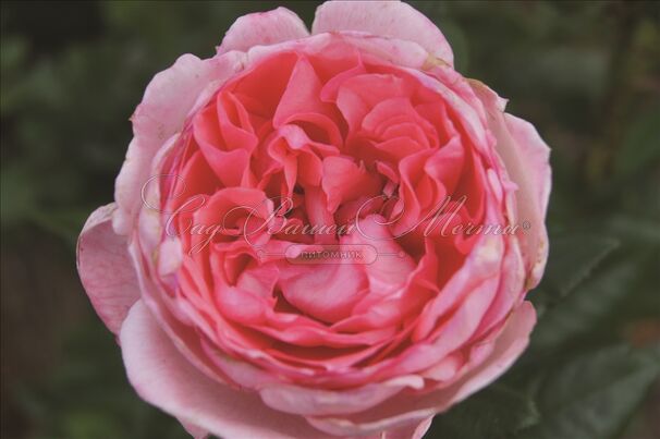 Роза Fragonard (Фрагонар) — фото 2