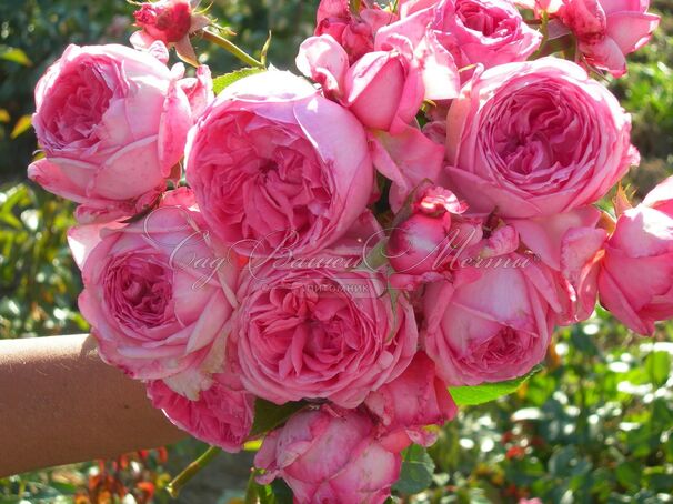 Роза La Rose de Molinard (Ля Роз де Молинар) — фото 2