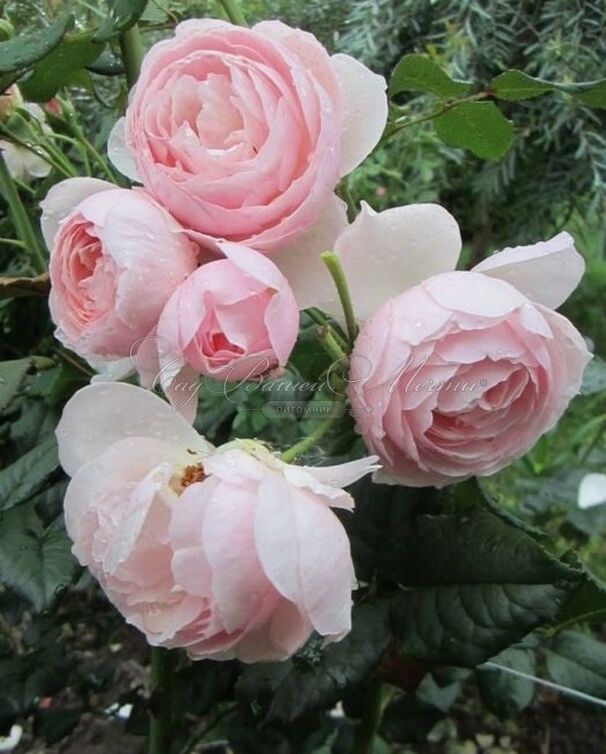 Роза Madame Figaro (Мадам Фигаро) — фото 2