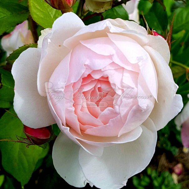 Роза Madame Figaro (Мадам Фигаро) — фото 3