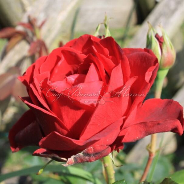 Роза Perle Noire (Перл Нуар) — фото 4