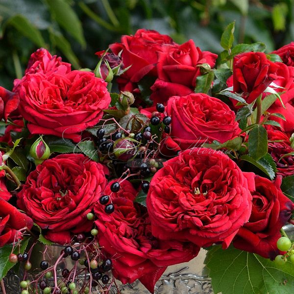 Роза Republique de Montmartre (Републик дэ Монмартр) — фото 3
