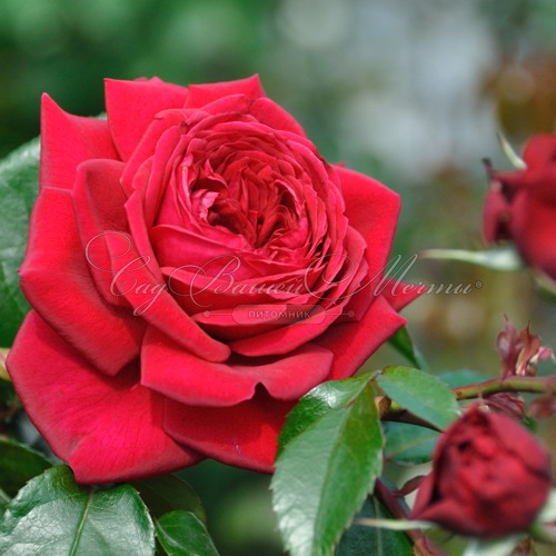 Роза Republique de Montmartre (Републик дэ Монмартр) — фото 4