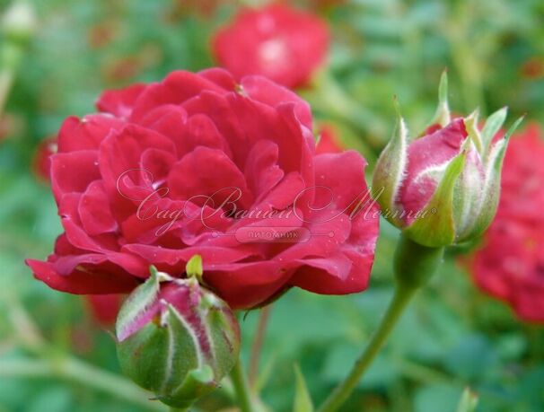 Роза Rose Cascade (Роз Каскад) — фото 3