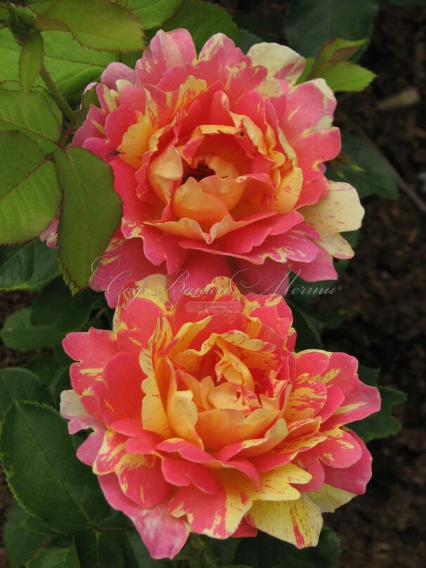 Роза Rose des Cisterciens (Роз де Систерсьян) — фото 2