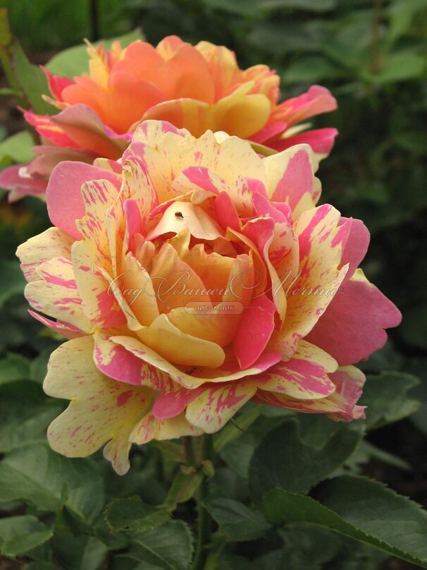 Роза Rose des Cisterciens (Роз де Систерсьян) — фото 3