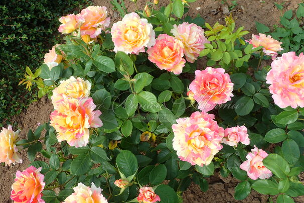 Роза Rose des Cisterciens (Роз де Систерсьян) — фото 5