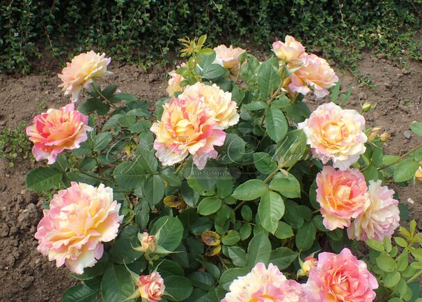 Роза Rose des Cisterciens (Роз де Систерсьян) — фото 7
