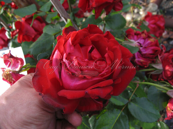 Роза Salammbo (Роза Саламмбо) — фото 3