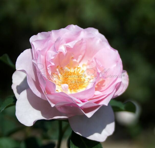 Роза Souvenir de Louis Amade (Сувенир де Луи Амад) — фото 2
