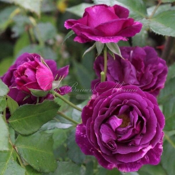 Роза Mysterieuse (Мистерьёз) — фото 3